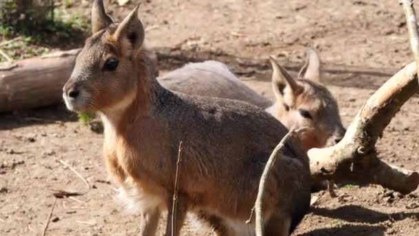 Close Shot Mara Patagonica Coppia Che Riposa All Aperto Nella — Video Stock