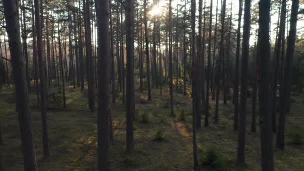 Aerial Pedestal Shot Pines Covered Golden Evening Light — Vídeos de Stock