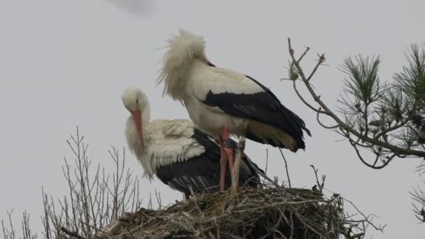 Super Slow Motion Stork Couple Doing Cleaning Washing Nest Cloudy — Vídeos de Stock