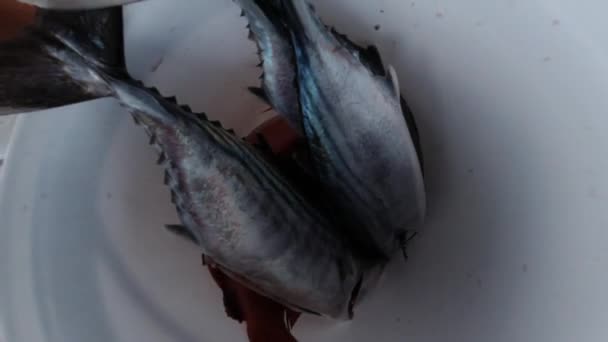 Tiro Cámara Lenta Pescado Recién Capturado Dentro Cubo — Vídeos de Stock