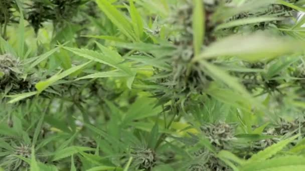 Slow Motion Shot Dużego Krzewu Marihuany — Wideo stockowe