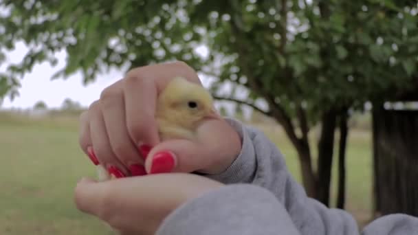 Slow Motion Female Hands Holding Live Chick — Wideo stockowe