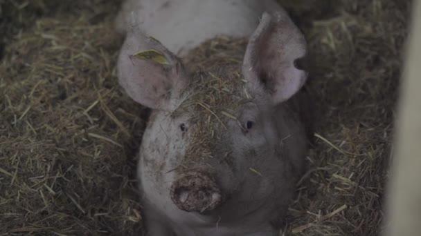 Cerdo Doméstico Disfrutando Una Cama Paja Profunda — Vídeos de Stock