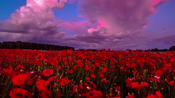 黄昏时分 美丽的自然景观映衬着红色的罂粟园 白云在黄昏时分在天空中飘扬 — 图库视频影像