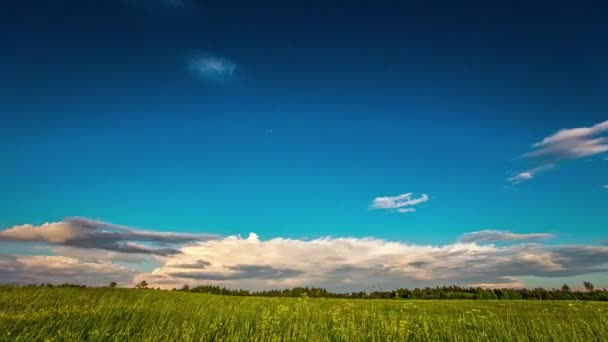 Low Angle Shot White Clouds Movement Green Field Timelapse Evening — Stock Video