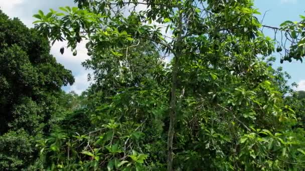 Luchtfoto Rond Een Avocado Boom Zonnig West Afrika Rondcirkelen Drone — Stockvideo