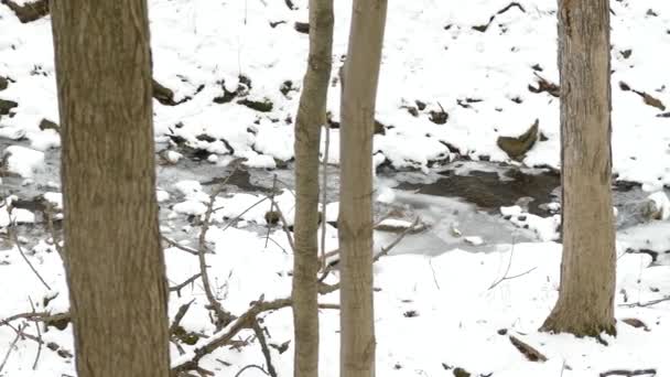 Vue Panoramique Une Rivière Recouverte Glace Bancs Neige Forêt Hivernale — Video