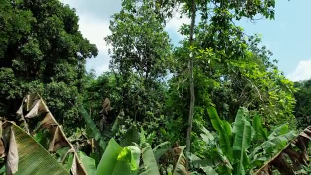 Вид Воздуха Дерево Авокадо Солнечной Западная Африка Восходящий Дронный Снимок — стоковое видео