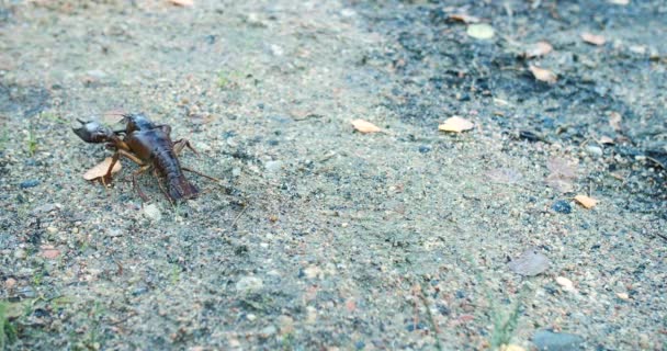 Isolated Noble Crayfish Red Lobster Walking Alone Sandy Beach — Vídeo de Stock