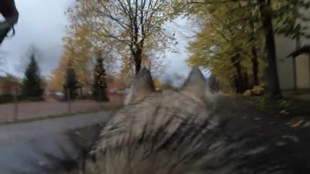 Pov Dog Zijn Ochtendwandeling — Stockvideo