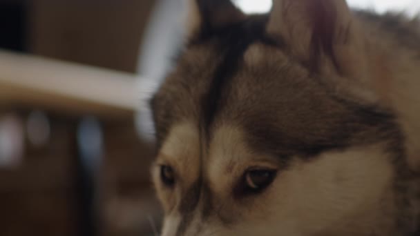 Feche Olhos Cachorro Husky Siberiano Estão Olhando Para Câmera Retrato — Vídeo de Stock