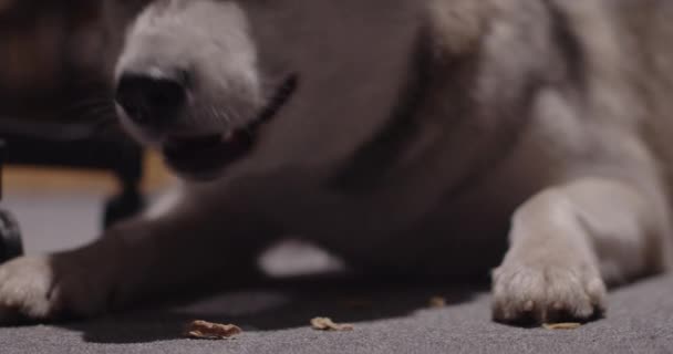 Husky Szczeniak Delektuje Się Posiłkiem Pies Jeść Krakersy Podłodze Płytek — Wideo stockowe