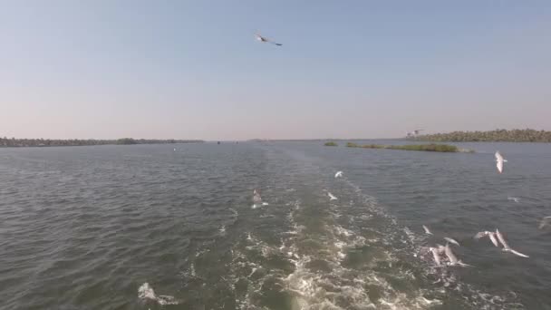 Birds Flying Cruise Kerala Backwaters Alappuzha India — ストック動画