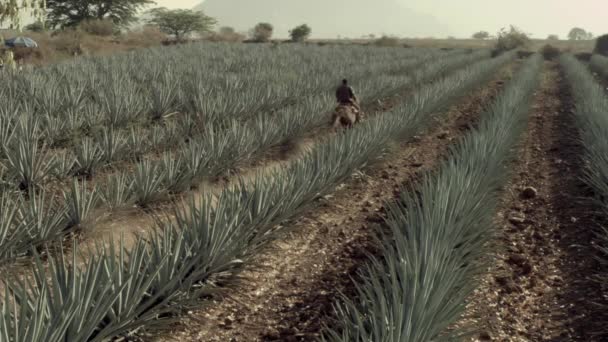 Equitación Campos Agave Entre Las Montañas Ciudad Tequila Jalisco México — Vídeos de Stock