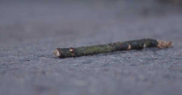 Primer Plano Rama Árbol Caído Calle Que Recogido Por Perro — Vídeos de Stock