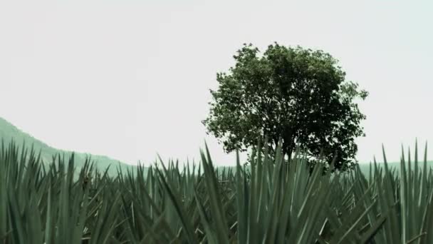 Tekila Jalisco Meksika Dağları Arasındaki Tarlalar — Stok video