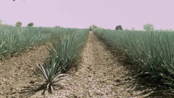 Horse Riding Agave Fields Mountains City Tequila Jalisco Mexico — Vídeo de Stock
