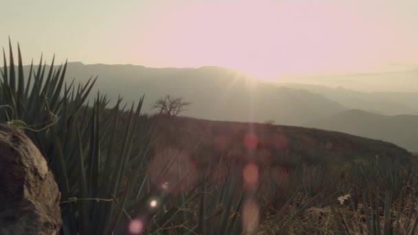 メキシコのハリスコ州テキーラの山の間のアガベ畑 — ストック動画