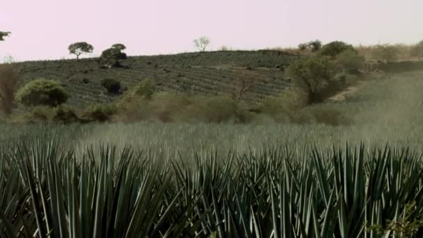 Tekila Jalisco Meksika Dağları Arasındaki Tarlalar — Stok video