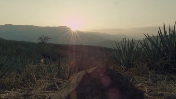 Tekila Jalisco Meksika Dağları Arasındaki Tarlalar — Stok video