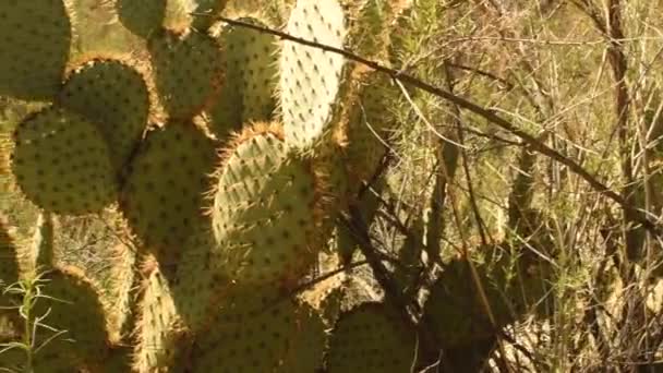 Pan Stânga Cactus Perie Înțepător Iluminat Lumina Soarelui Înconjurat Vegetația — Videoclip de stoc