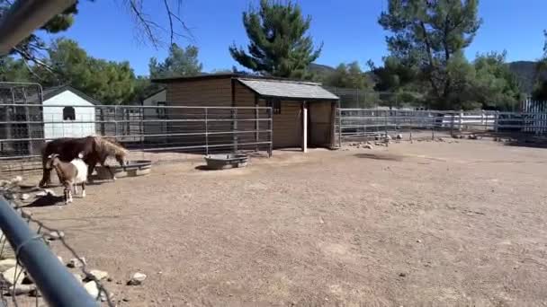 Juguetón Pony Corriendo Través Suciedad Paddock Día Soleado — Vídeo de stock