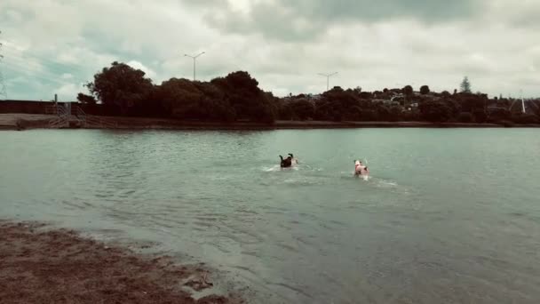 Perros Jugando Parque Acuático Día Nublado Auckland Nueva Zelanda — Vídeos de Stock