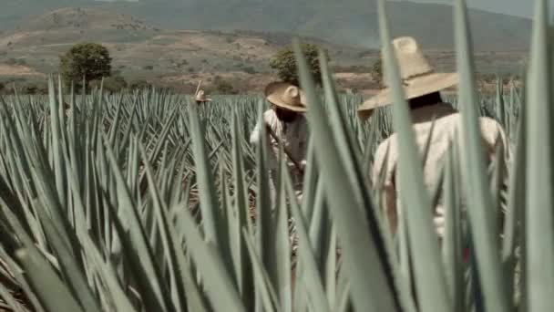 Jimador Cortando Piña Agave Ciudad Tequila Jalisco México — Vídeos de Stock