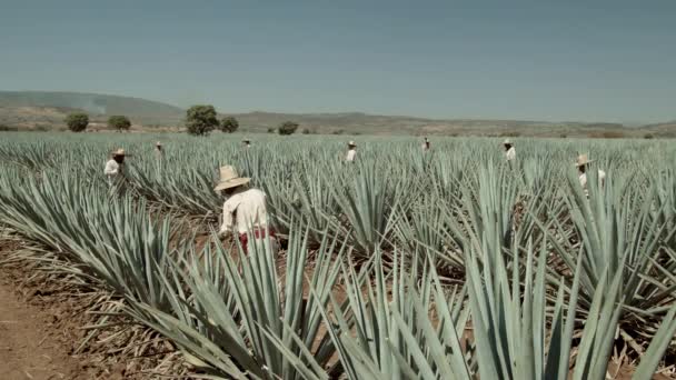 Jimador Cutting Agave Pineapple City Tequila Jalisco Mexico — Stockvideo