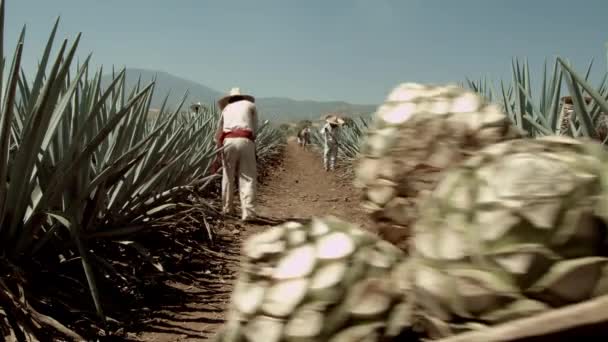 Jimador Cortando Piña Agave Ciudad Tequila Jalisco México — Vídeos de Stock