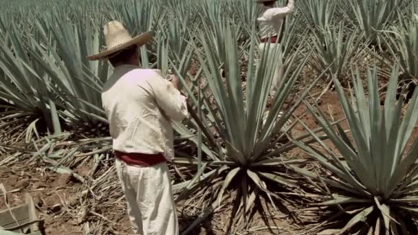 Jimador Cortando Piña Agave Ciudad Tequila Jalisco México — Vídeos de Stock