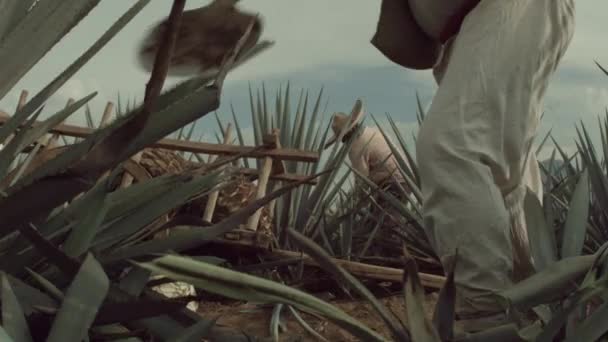 Jimador Cortando Abacaxi Agave Cidade Tequila Jalisco México — Vídeo de Stock