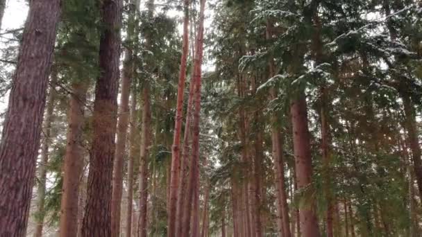 Μαγικό Χιόνι Καλύπτονται Χειμερινό Μονοπάτι Δάσος Όμορφα Δέντρα Και Πατημασιές — Αρχείο Βίντεο