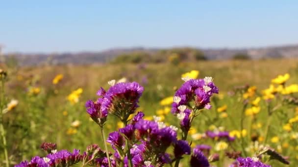 Calm Peaceful Shot Bright Easter Colored Flowers Open Field Just — Vídeo de Stock