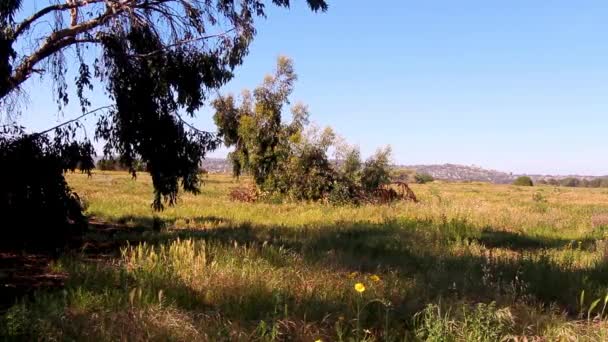 Slightly Cinematic Shot Dark Tree Swaying Alone Meadow Field Early — Wideo stockowe