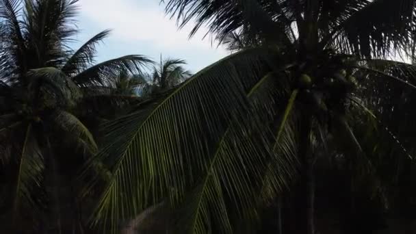 Mosca Aérea Através Floresta Coqueiros Ilha Tropical Conceito Férias — Vídeo de Stock