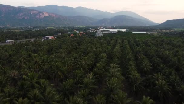 道路沿いの山々の景色を望むヤシの木の森の上の空中ビュー ベトナムの緑の風景の上に低飛行ドローンをドーリーショット — ストック動画