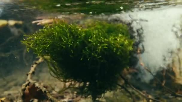 Natural Spring Water Outlet Close Surface Underwater — Wideo stockowe