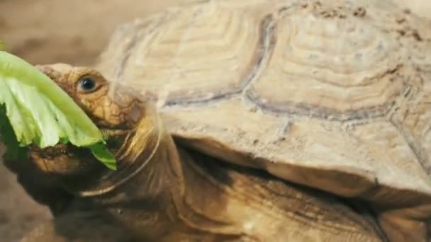 Close Feeding Tortoise Lettuce — Stock video