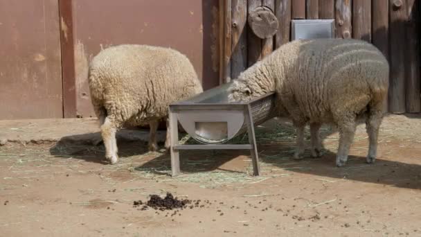 Two Sheep Eating Metal Trough Farm Wide Shot — Video