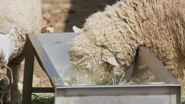 Sheep Feeding Grass Metal Trough Farm Close — Stock Video