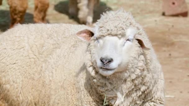 Close Shot Wooly Sheep Standing Farm — Vídeo de Stock