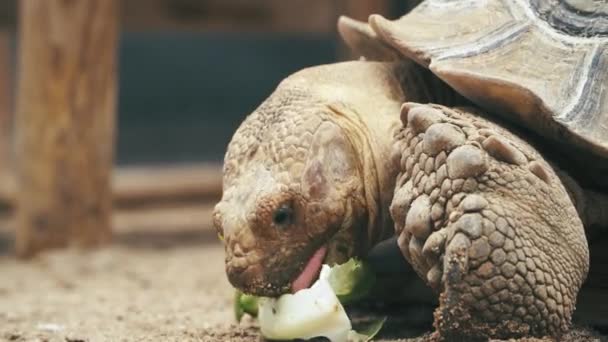 Happy Tortoise Eating Lettuce — Stock video