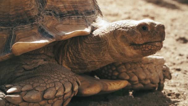 Zbliżenie Żółwia Relaksującego Się Pod Ciepłym Pomarańczowym Blaskiem Słońca — Wideo stockowe