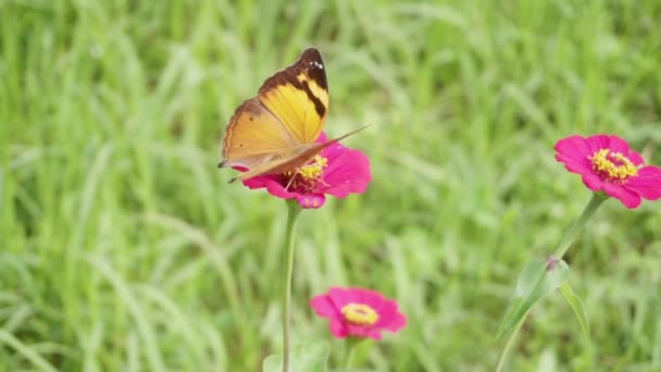 Close Shot Pretty Junonia Iphita Chocolate Soldier Sitting Pink Flower — Wideo stockowe