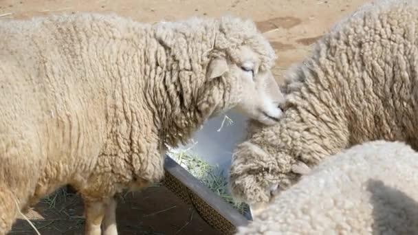 Close Sheep Eating Grass Metal Trough Farm — Video