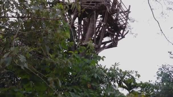 Bambus Strom Dům Vrcholu Stromu Plochou Oblohou Nízkého Úhlu Videa — Stock video