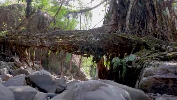 Ponte Rota Viva Construída Pela Natureza Florestas Ângulo Plano Vídeo — Vídeo de Stock