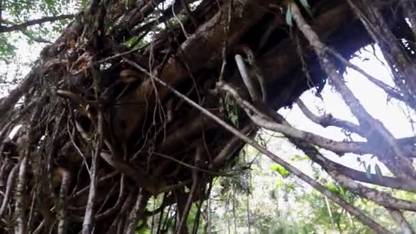 Ponte Doppio Ponte Percorso Vivente Costruito Dalla Natura Foreste Video — Video Stock