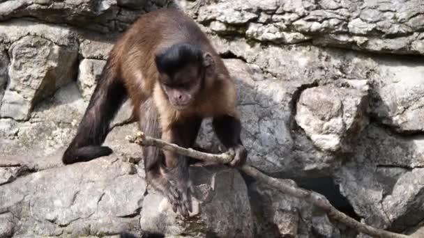 Super Slow Motion Cute Wild Capuchin Monkey Taking Branch Watching — Stock Video